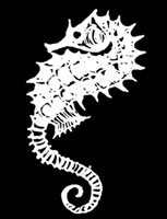 hippocampe decroux